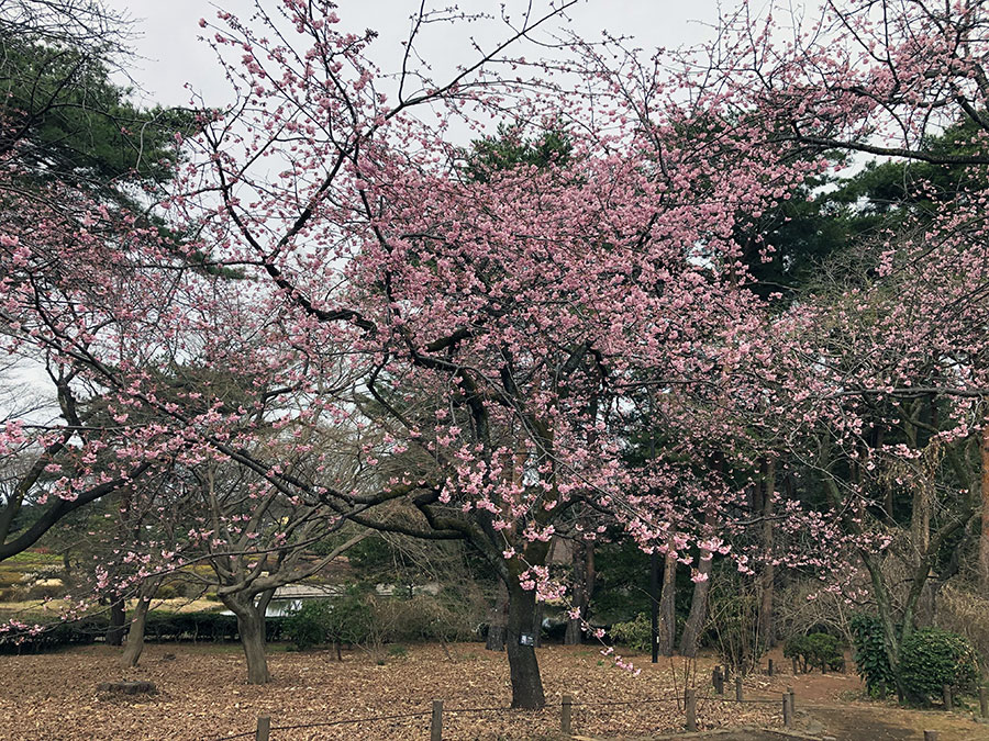 20250315daikannzakura.jpg
