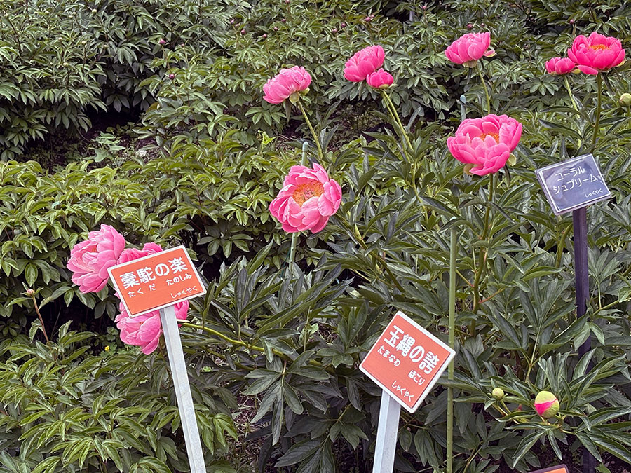 ./20250429-coralsyupuream.jpg