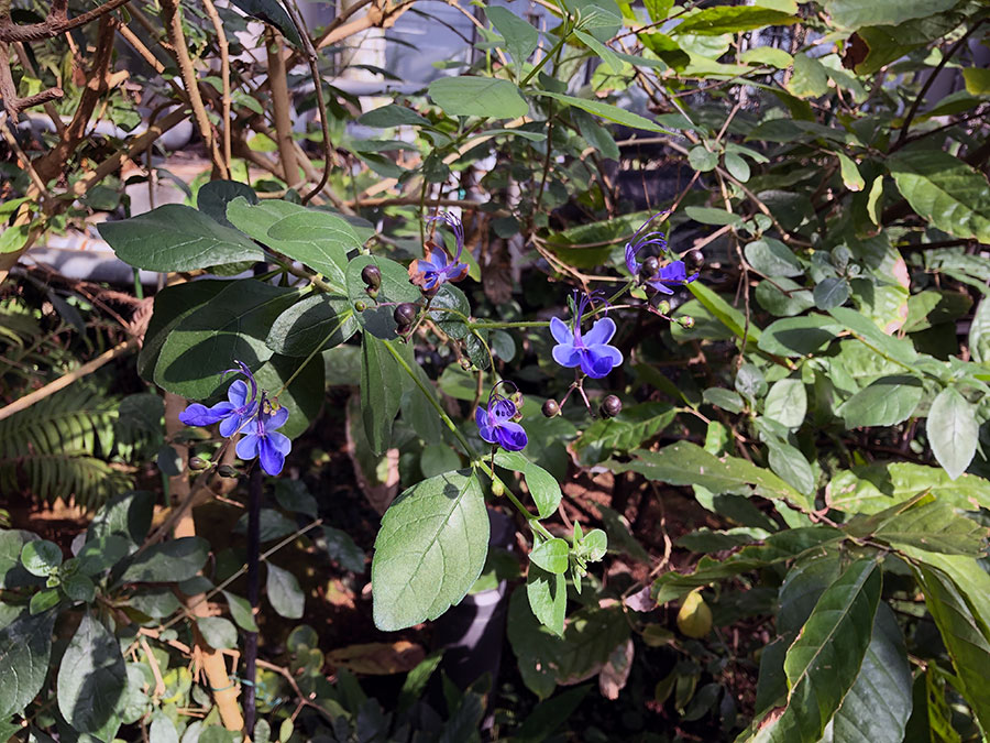 Clerodendrum.jpg