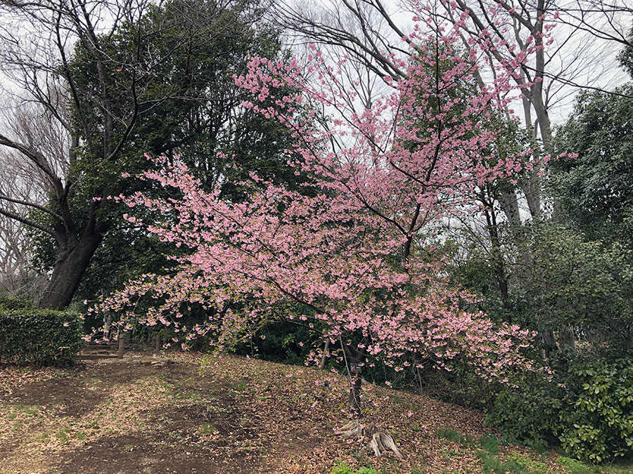 kawazuzakura.jpg