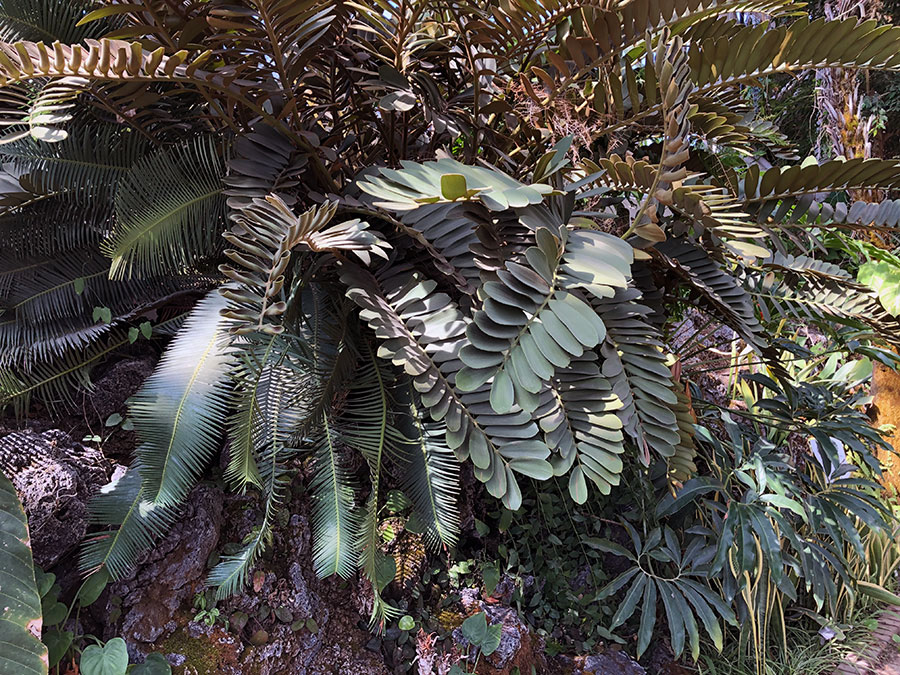 zamia.jpg
